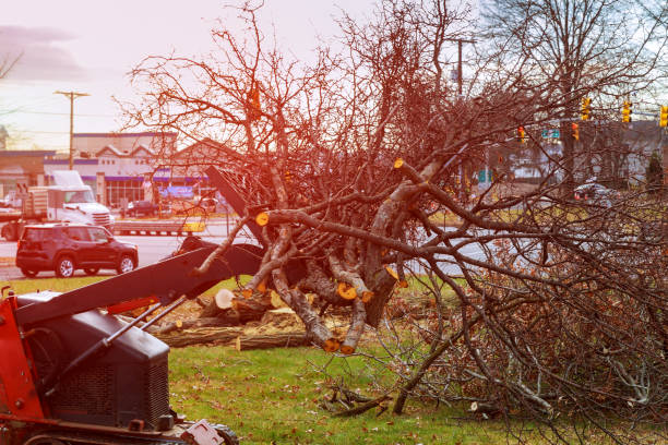 How Our Tree Care Process Works  in  Linda, CA