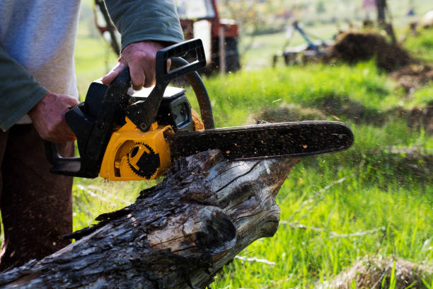 Trusted Linda, CA Tree Removal Services Experts